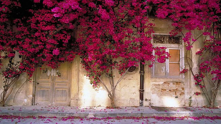 flowers, window panes, pink flowers - desktop wallpaper