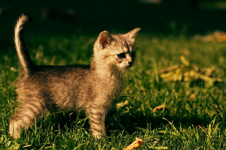 cats, animals, grass, outdoors, kittens - desktop wallpaper