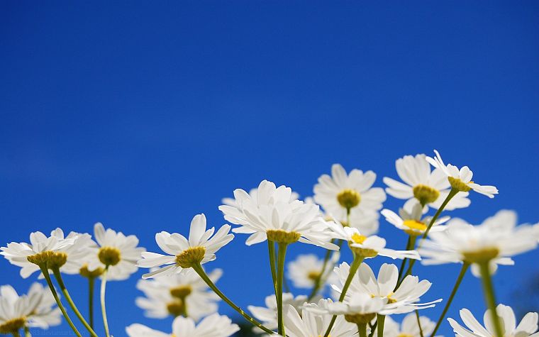 flowers, white flowers, blue skies - desktop wallpaper