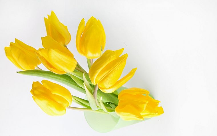 flowers, tulips, yellow flowers - desktop wallpaper