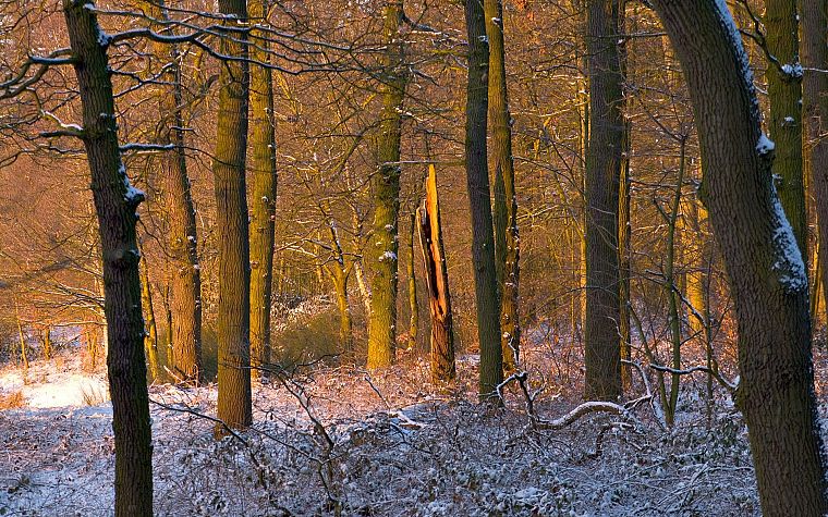 nature, forests, snow landscapes - desktop wallpaper