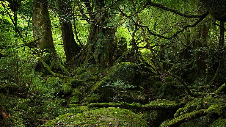 trees, forests, moss, roots - desktop wallpaper