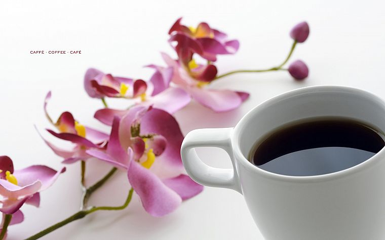 flowers, coffee, beverages, white background, orchids - desktop wallpaper
