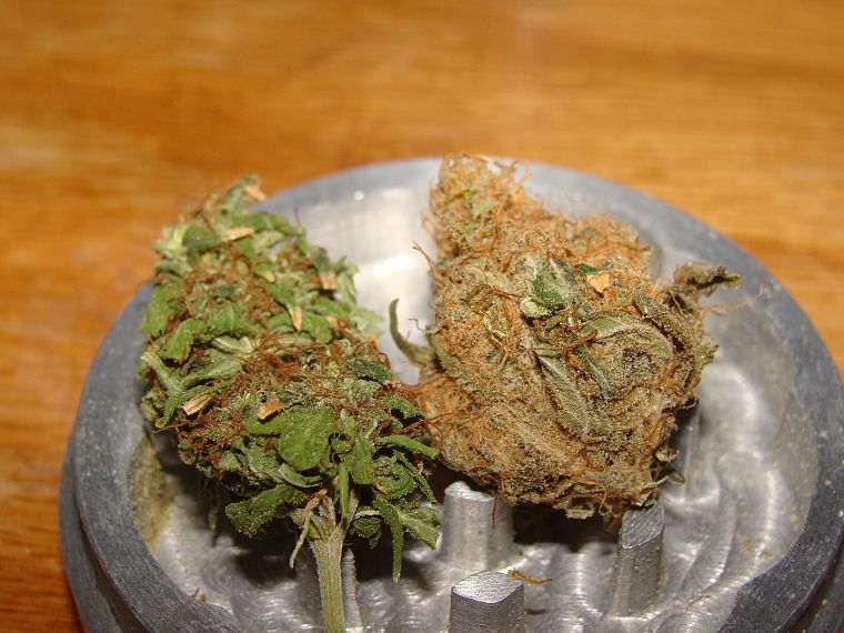 marijuana, weeds - desktop wallpaper