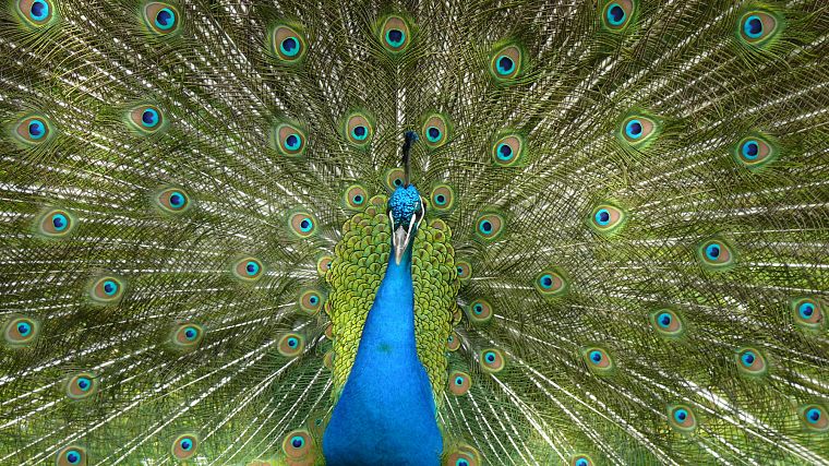 animals, peacocks - desktop wallpaper