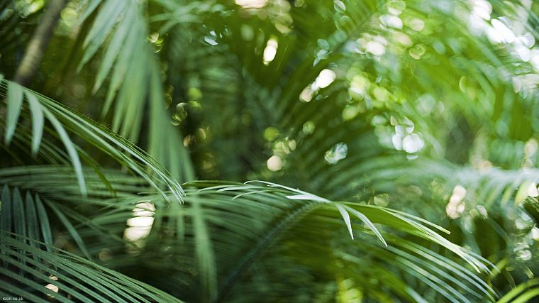close-up, nature, bokeh, rainforest, palm leaves - desktop wallpaper