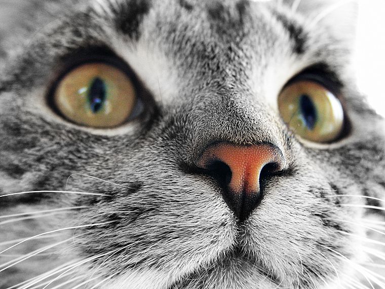 cats, animals, pets - desktop wallpaper