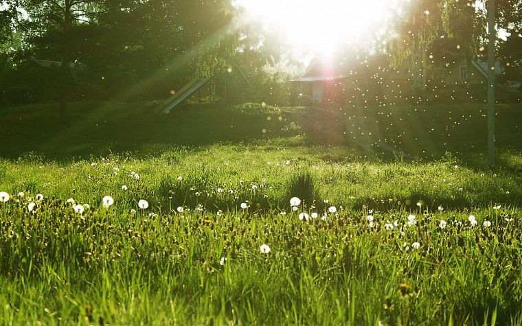 nature, grass, sunlight, dandelions - desktop wallpaper