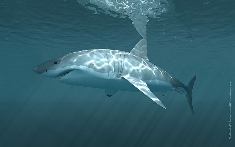 white, sharks, underwater - desktop wallpaper