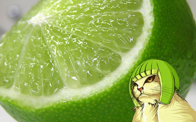 cats, funny, lemons - desktop wallpaper