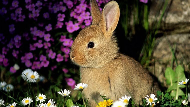animals, rabbits - desktop wallpaper
