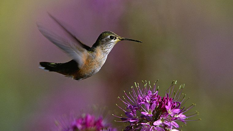 close-up, nature, flowers, birds, hummingbirds - desktop wallpaper