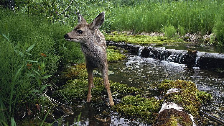 nature, animals - desktop wallpaper