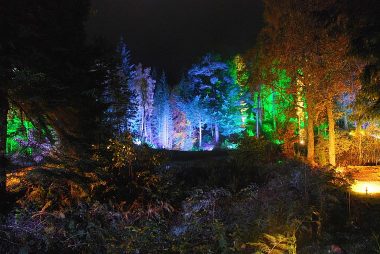 night, forests, light painting - desktop wallpaper