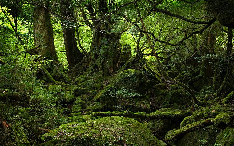 nature, trees, forests, moss - desktop wallpaper