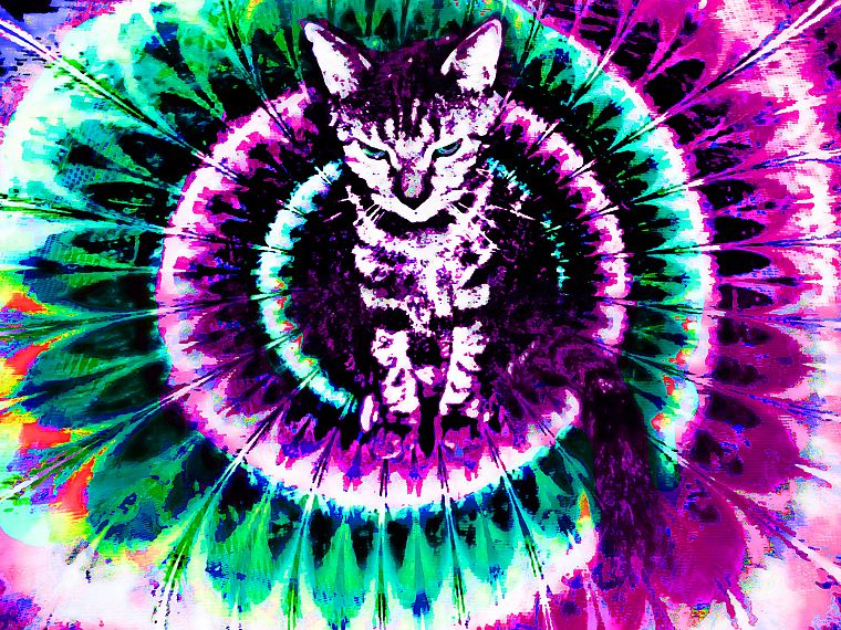 cats, fractals, trippy - desktop wallpaper