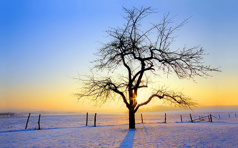 sunrise, winter, trees - desktop wallpaper