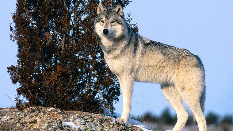 animals, gray, wildlife, wolves - desktop wallpaper