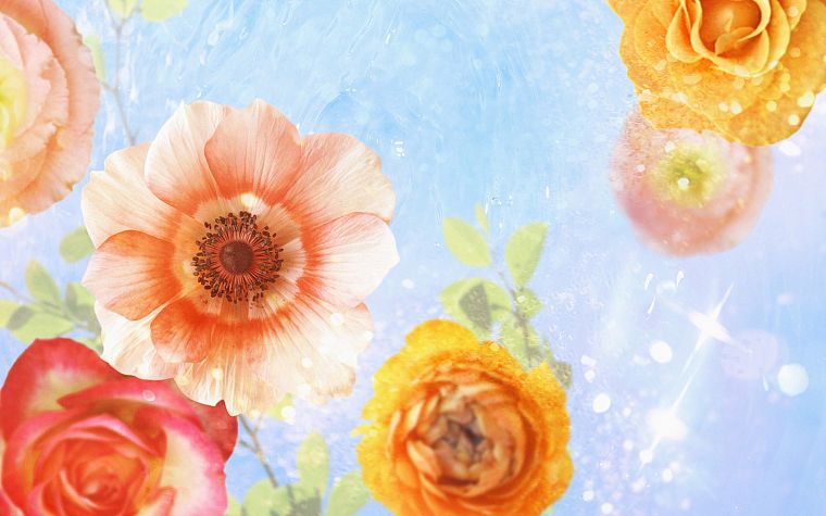 nature, flowers - desktop wallpaper