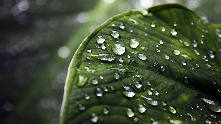 leaf, leaves, water drops, depth of field - desktop wallpaper