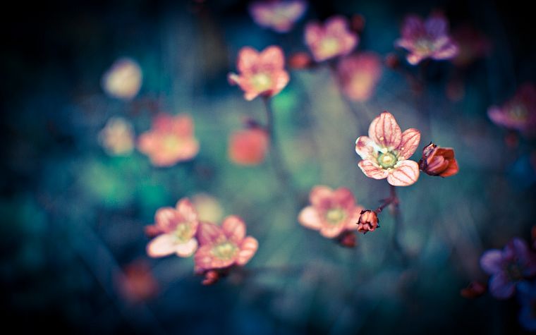 nature, flowers, macro - desktop wallpaper