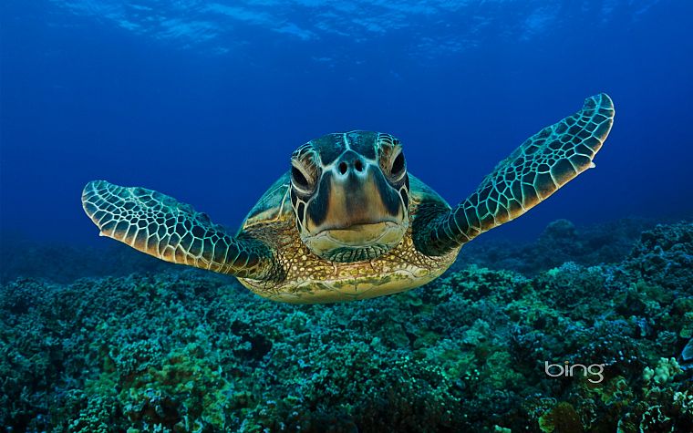 turtles, sea turtles - desktop wallpaper
