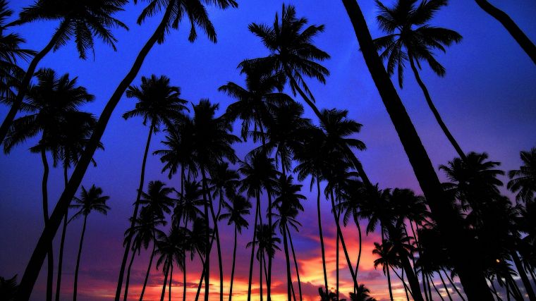 sunset, palm trees - desktop wallpaper
