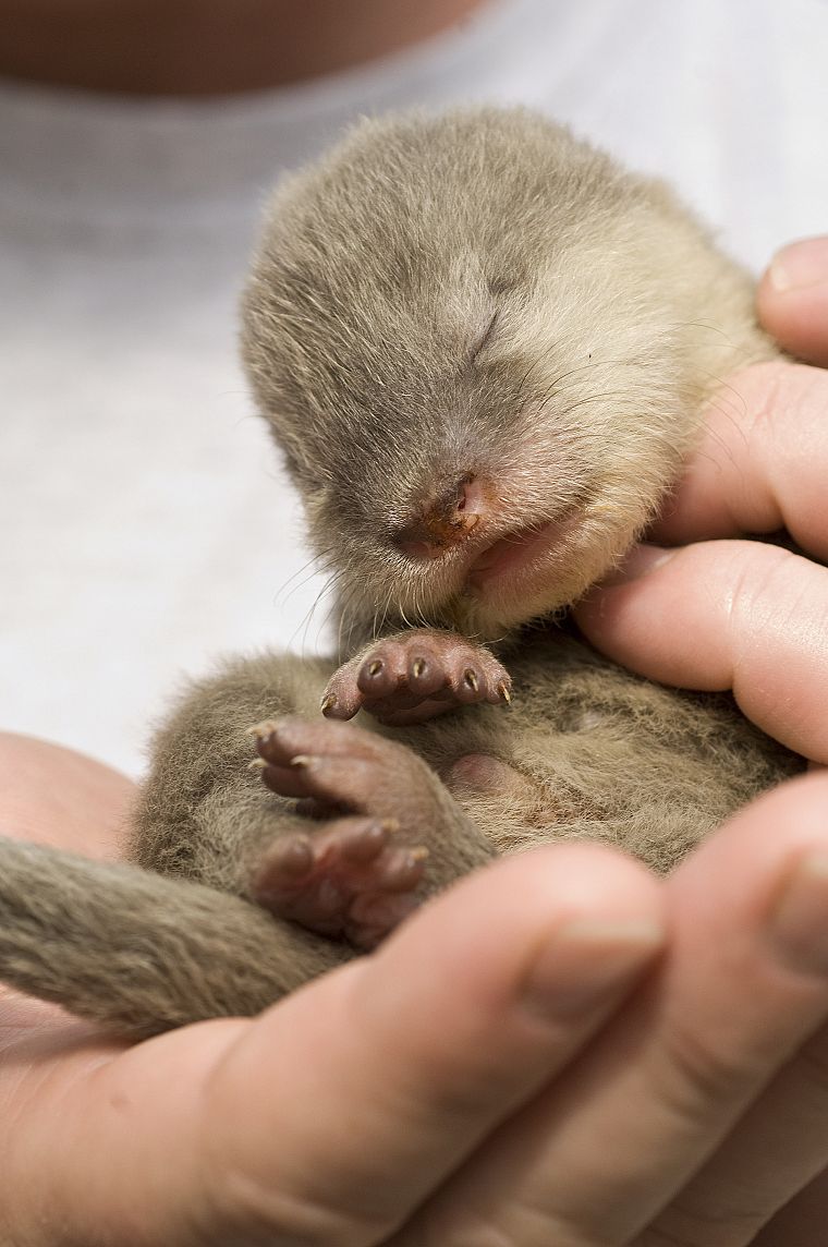 otters, baby animals - desktop wallpaper
