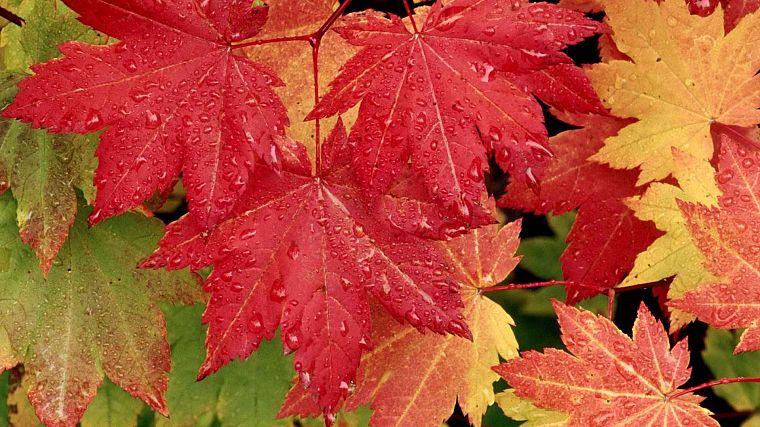 autumn, leaves, fallen leaves - desktop wallpaper