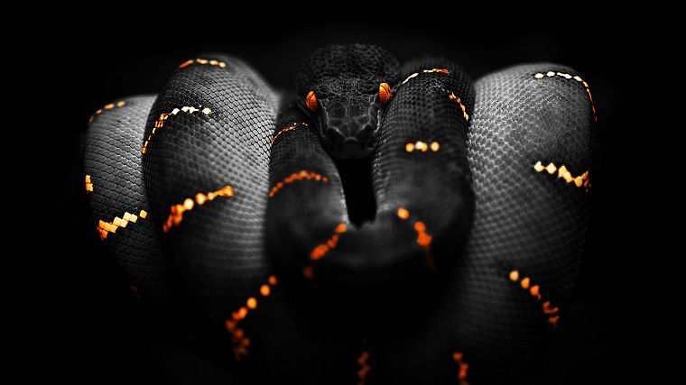 snakes, reptiles - desktop wallpaper