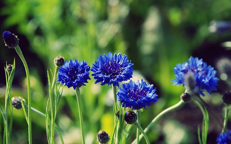 nature, flowers, macro, depth of field, cornflowers, blue flowers - desktop wallpaper