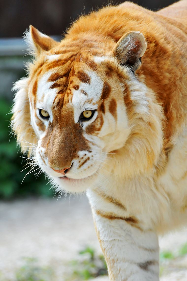 animals, tigers, liger, albino - desktop wallpaper