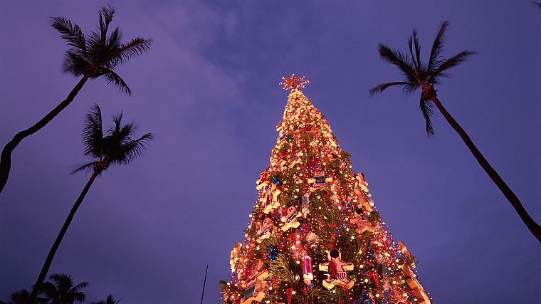Hawaii, Christmas, Christmas trees, palm trees, Oahu - desktop wallpaper