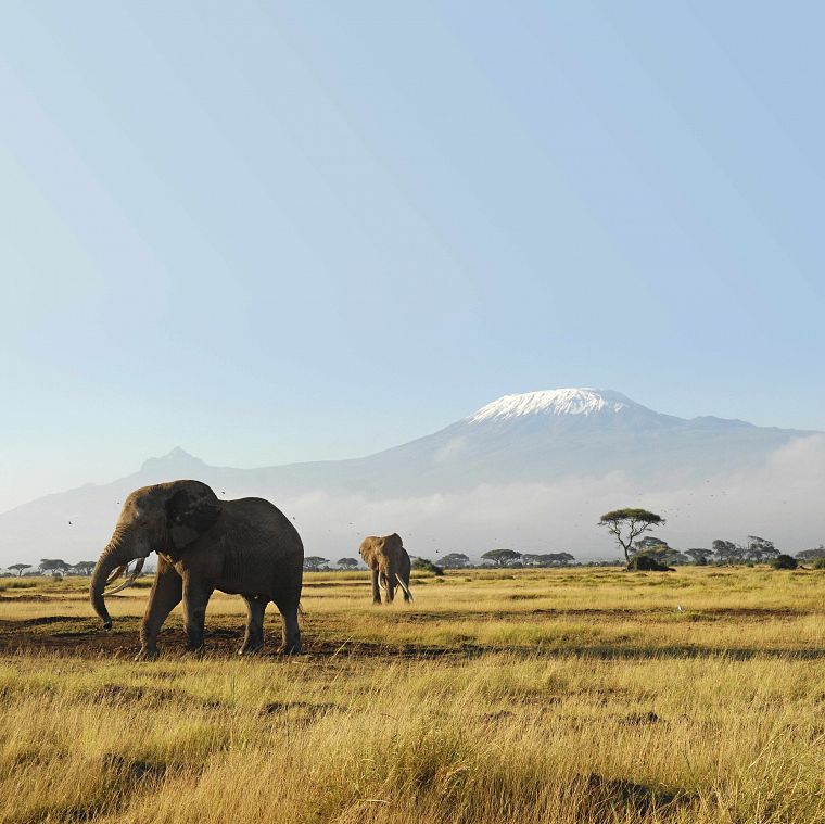 animals, wildlife, elephants - desktop wallpaper