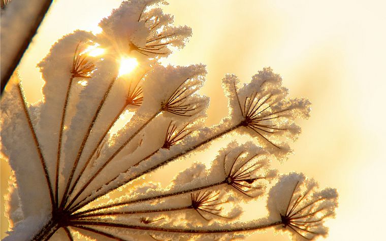 nature, snow, plants, sunlight - desktop wallpaper