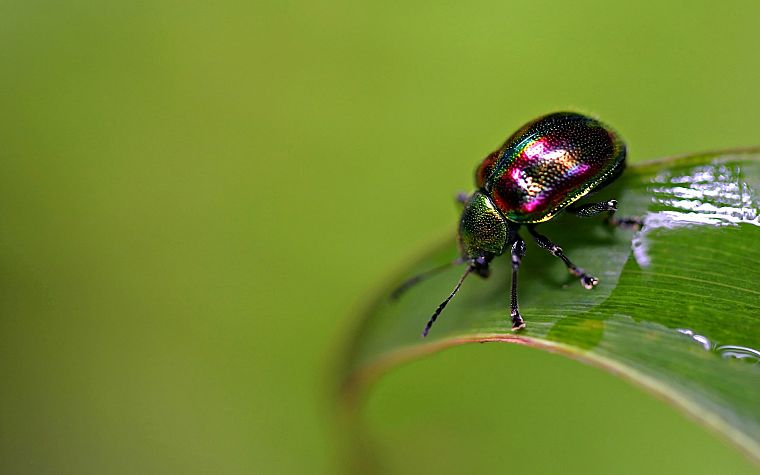 insects, beetles - desktop wallpaper