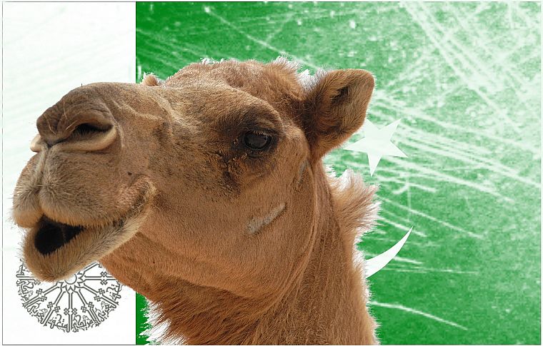 camels - desktop wallpaper