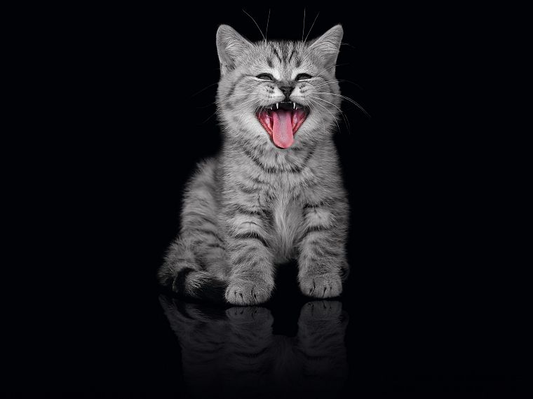 cats, animals, tongue, kittens, yawns - desktop wallpaper