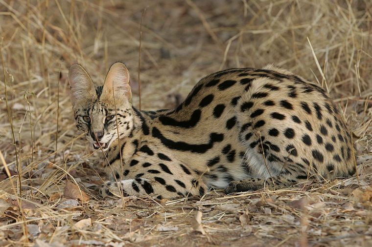 animals, outdoors, brown eyes, plains, serval, spotted, wildcat - desktop wallpaper