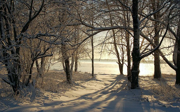 trees, snow landscapes - desktop wallpaper