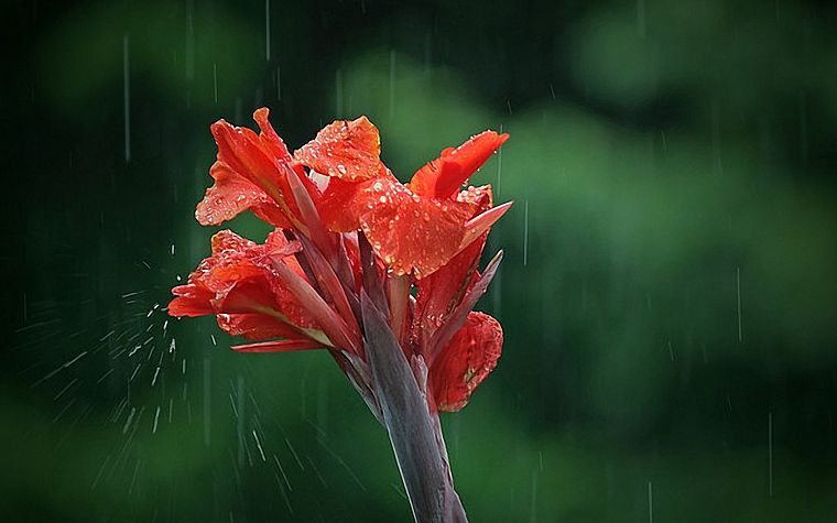 rain, plants - desktop wallpaper