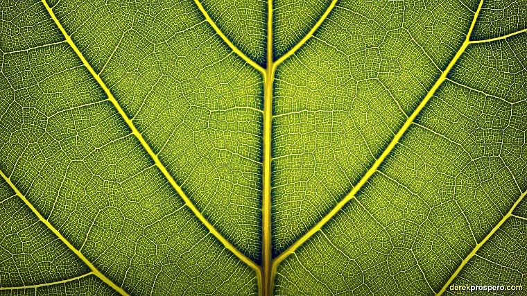 green, close-up, nature, leaf, macro, Derek Prospero - desktop wallpaper