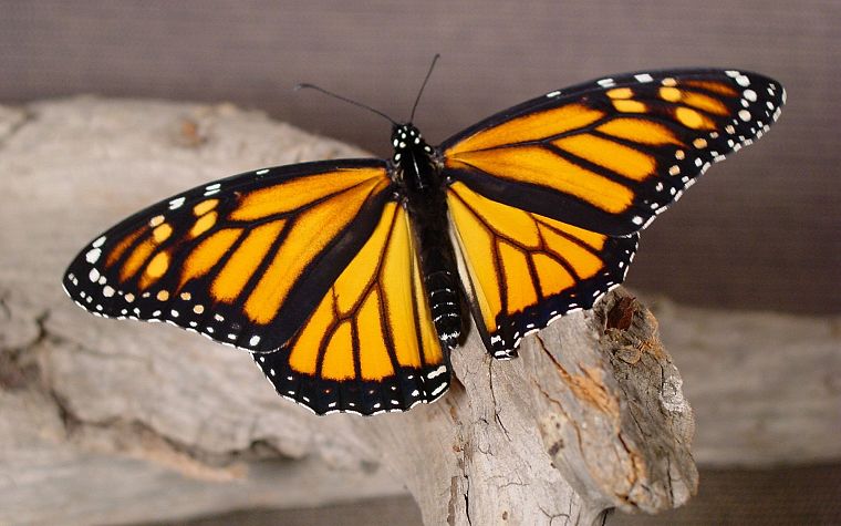 nature, insects, monarch, butterflies - desktop wallpaper