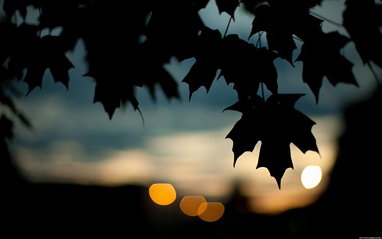 nature, leaves, silhouettes, bokeh, shade - desktop wallpaper