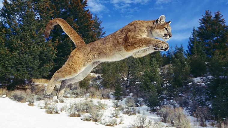 animals, jumping, puma, cougars, mountain lions - desktop wallpaper