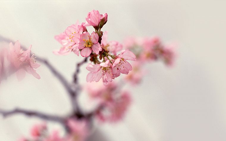 nature, cherry blossoms, flowers, blossoms - desktop wallpaper