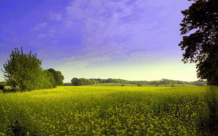 landscapes, fields - desktop wallpaper