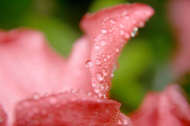 nature, flowers, pink, wet, water drops, flower petals - desktop wallpaper