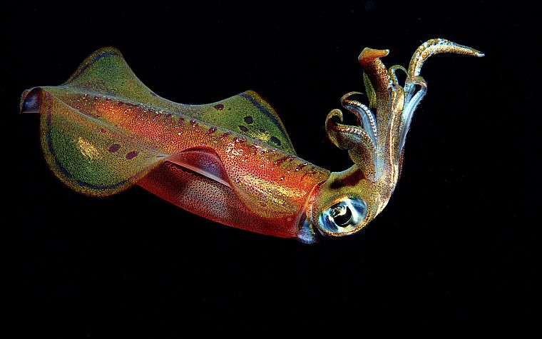 Cephalopod, sepias - desktop wallpaper