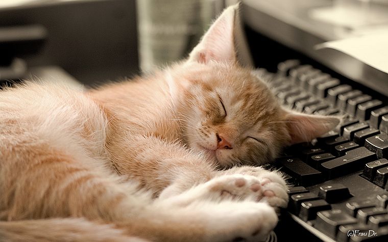 cats, animals, keyboards, sleeping - desktop wallpaper